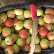 Fresh Red Gala Apple Good Quality